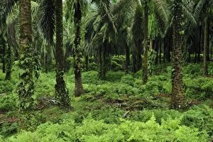 Images Dated 4th December 2008: Oil Palm plantation - beside Gunung Leuser National Park