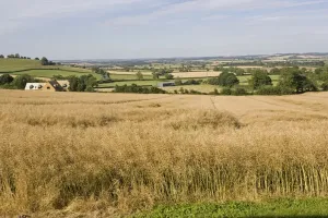 Ready Prints: Oil seed rape - ready for harvest Mickleton Cotswolds UK
