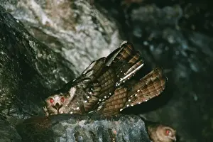 Oilbird DE 1774 Steatornis caripensis © M. D. England / ardea. com