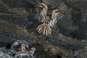 Nesting Gallery: Oilbird, flying, Cueva de los Guacharos National