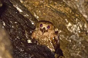 Trinidad Prints: Oilbird - on ledge - Dunston Cave - Asa Wright Centre - Trinidad