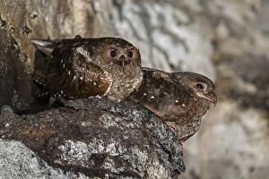 Images Dated 27th November 2016: Oilbird, on nest, Cueva de los Guacharos National
