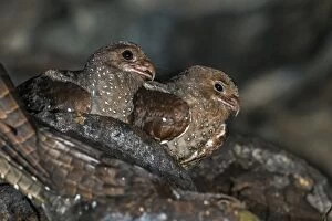 Images Dated 27th November 2016: Oilbird, on nest, Cueva de los Guacharos National