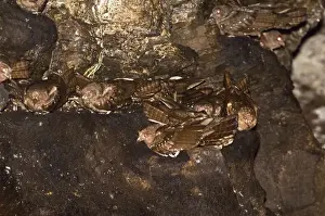 Trinidad Prints: Oilbirds - Part of colony roosting on ledges - Dunston Cave - Asa Wright Centre - Trinidad