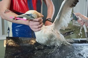 Oiled Gannet being cleaned at RSPCA rescue centre