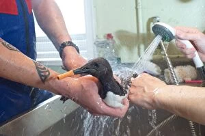Rescue Gallery: Oiled Guillemot being cleaned at RSPCA rescue centre
