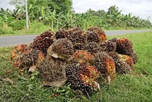 Images Dated 26th November 2007: Oilpalm fruits