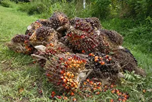 Plantations Prints: Oilpalm fruits beside a road - Sabah - Borneo - Malaysia