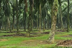 Images Dated 29th November 2008: oilpalm plantation