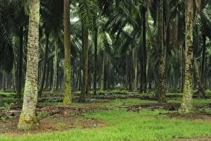 Images Dated 29th November 2008: Oilpalm plantation