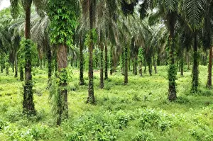 Plantations Prints: Oilpalm plantation - Eastern Madagascar