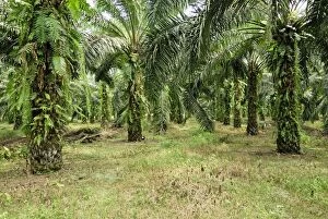 Images Dated 28th November 2007: Oilpalm plantation, Sabah, Borneo, East Malaysia