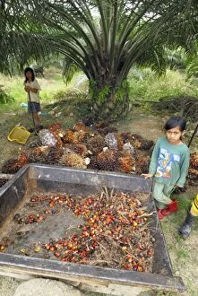 Images Dated 28th November 2007: Oilpalm plantation with working children