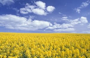 Cultivation Collection: Oilseed Rape Field