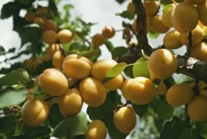 Okanagan Apricots on Tree