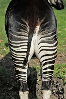 Captivity Prints: Okapi - female. In captivity