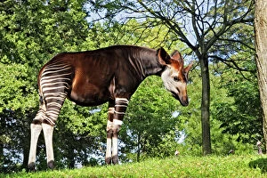 Captivity Gallery: Okapi male