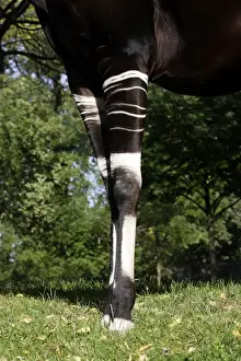 Okapi - male. In captivity