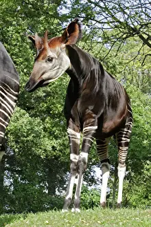 Captivity Prints: Okapi - male. In captivity