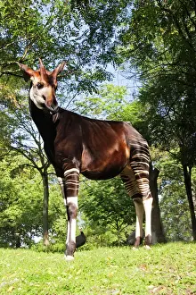 Scandinavia Prints: Okapi - male Family: Giraffidae