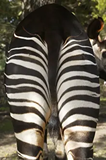 Okapi - male Family: Giraffidae