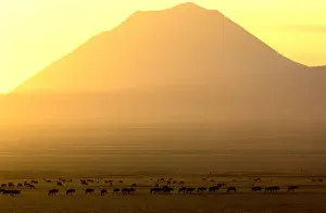 Sunsets And Sunrise Prints: Ol Doinyo Lengai (volcano) and Wildebeest