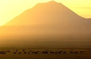 Images Dated 18th August 2009: Ol Doinyo Lengai (volcano) and Wildebeest, at sunrise, Ngorongoro Conservation Area
