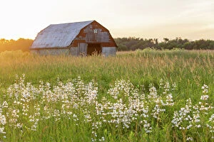 Images Dated 9th June 2021: Old barn and field of penstemon at sunset Prairie Ridge State Natural Area, Marion County