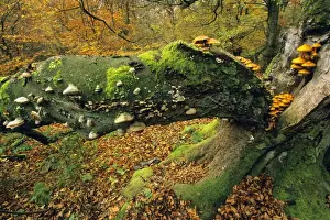 Old Beech Tree - covered with various fungus in autumn Hessen, Germany