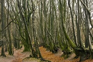Images Dated 22nd November 2011: Old beech trees