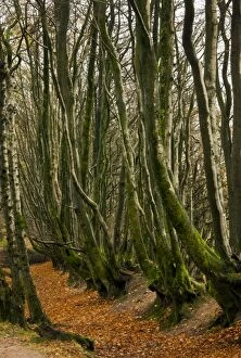 Images Dated 22nd November 2011: Old beech trees
