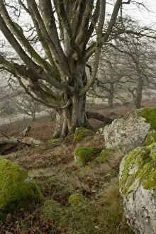 Images Dated 13th January 2012: Old Beech trees