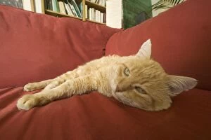 Old Cat - asleep on sofa