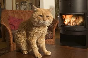 Old Cat - In front of fire