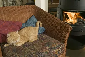 Old Cat - resting infront of fire