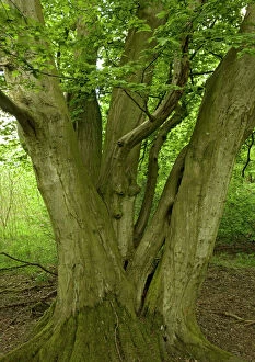 Trunk Collection: Old coppiced hornbeams - Ancient mixed broadleaved woodland. Wolves Wood, Norfolk, UK