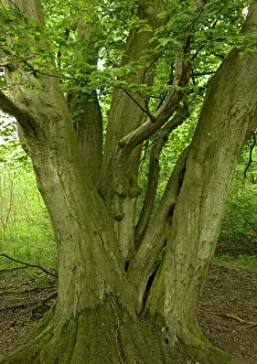 Ancient Collection: Old coppiced hornbeams - Ancient mixed broadleaved woodland. Wolves Wood, Norfolk, UK