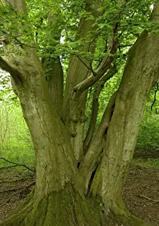 Ancient Prints: Old coppiced hornbeams - Ancient mixed broadleaved woodland. Wolves Wood, Norfolk, UK
