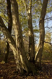Betulus Gallery: Old coppiced hornbeams - in autumn in Great Wood
