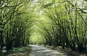 Hornbeam Prints: Old Coppiced Hornbeams - on wood boundary East Sussex UK