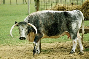 Farm Animals Gallery: Old English Longhorn CATTLE - at hay trough