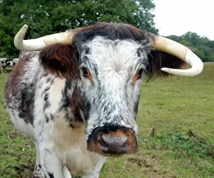 Cattle Gallery: Old English Longhorn cattle - used for conservation grazing and re-establishment of wood pasture habitat