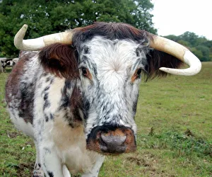 Images Dated 8th October 2009: Old English Longhorn cattle - used for conservation grazing and re-establishment of wood pasture
