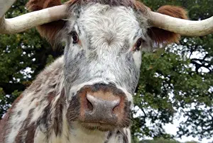 Old English Longhorn cattle - used for conservation grazing and re-establishment of wood pasture habitat