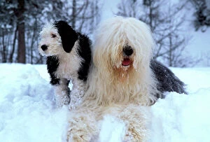 Images Dated 29th November 2007: Old English Sheepdog in snow