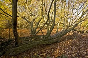Betulus Gallery: Old fallen hornbeams - in autumn in Great Wood