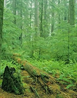 Images Dated 31st March 2008: Old growth Douglas Fir forest - with young hemlock trees. Pacific Northwest. SX133