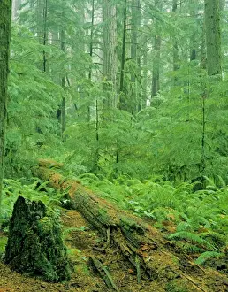 Pacific Northwest Prints: Old growth Douglas Fir forest - with young hemlock trees. Pacific Northwest. SX133