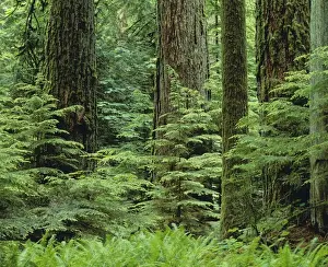 Stock Prints: Old Growth Douglas Fir Forest with young hemlock trees Pacific N. W. SX409