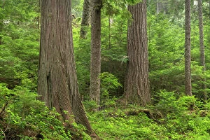 Pacific Gallery: Old Growth forest in Heart O the Hills, Olympic